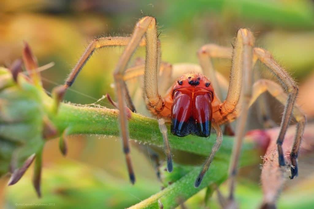 Виды пауков: происхождение, среда обитания, особенности