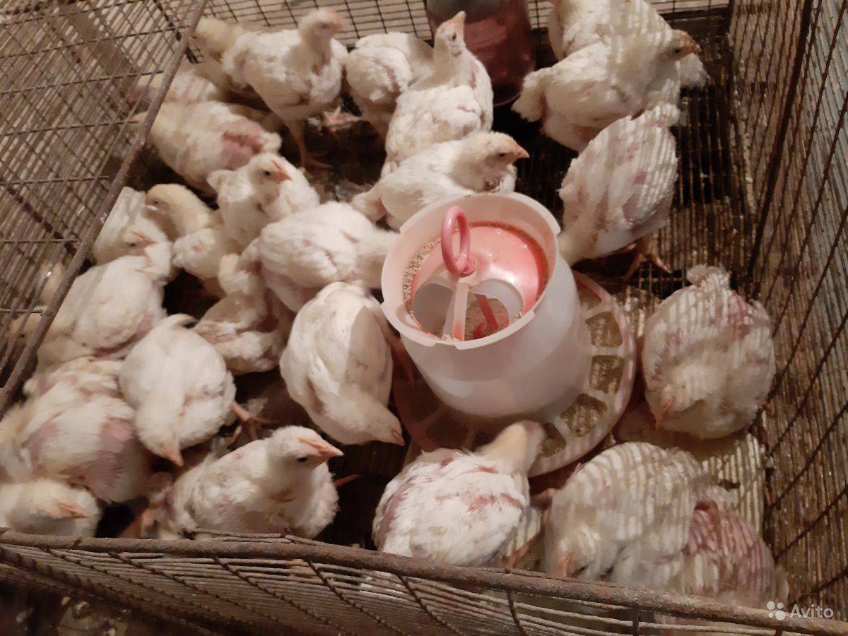 Когда производить закупку бройлерных цыплят на предстоящий сезон?
