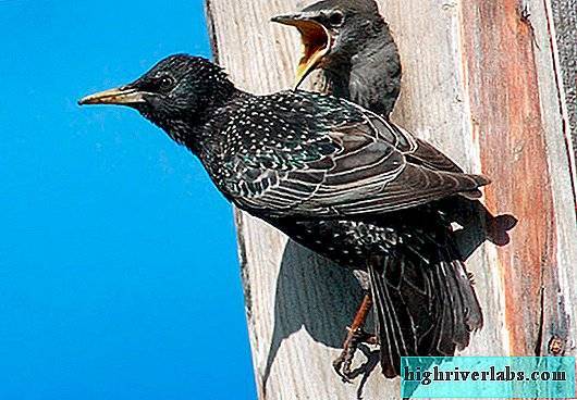 Птица скворец: описание внешнего вида и разновидности, перелетная эта птица или нет, питание и размножение