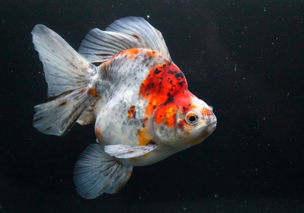 Золотая рыбка - goldfish - abcdef.wiki