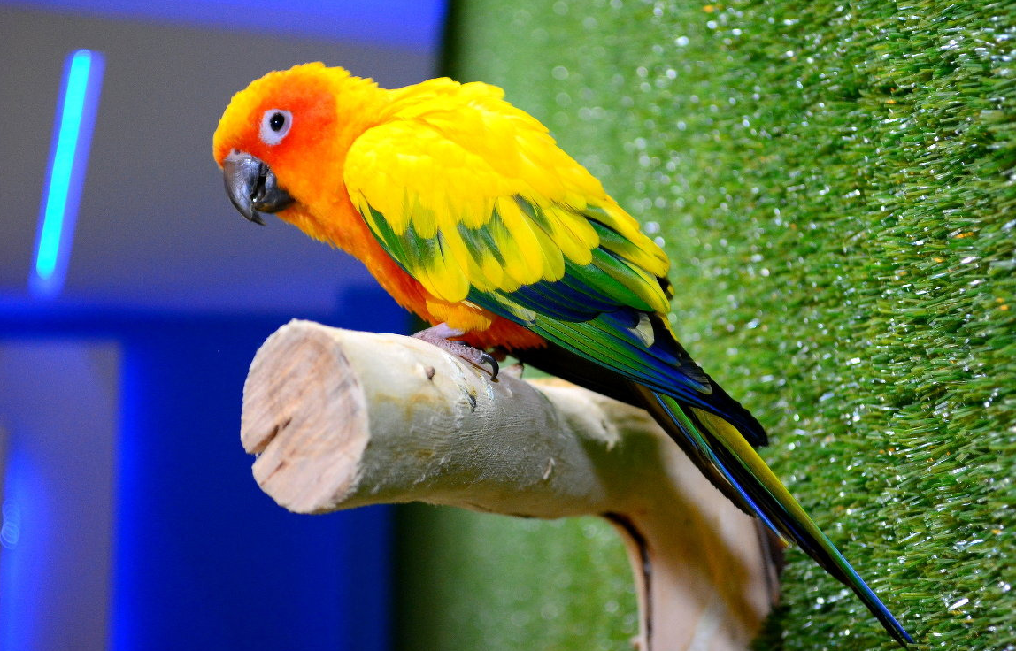 11 популярных видов попугаев маленького, среднего и большого размера