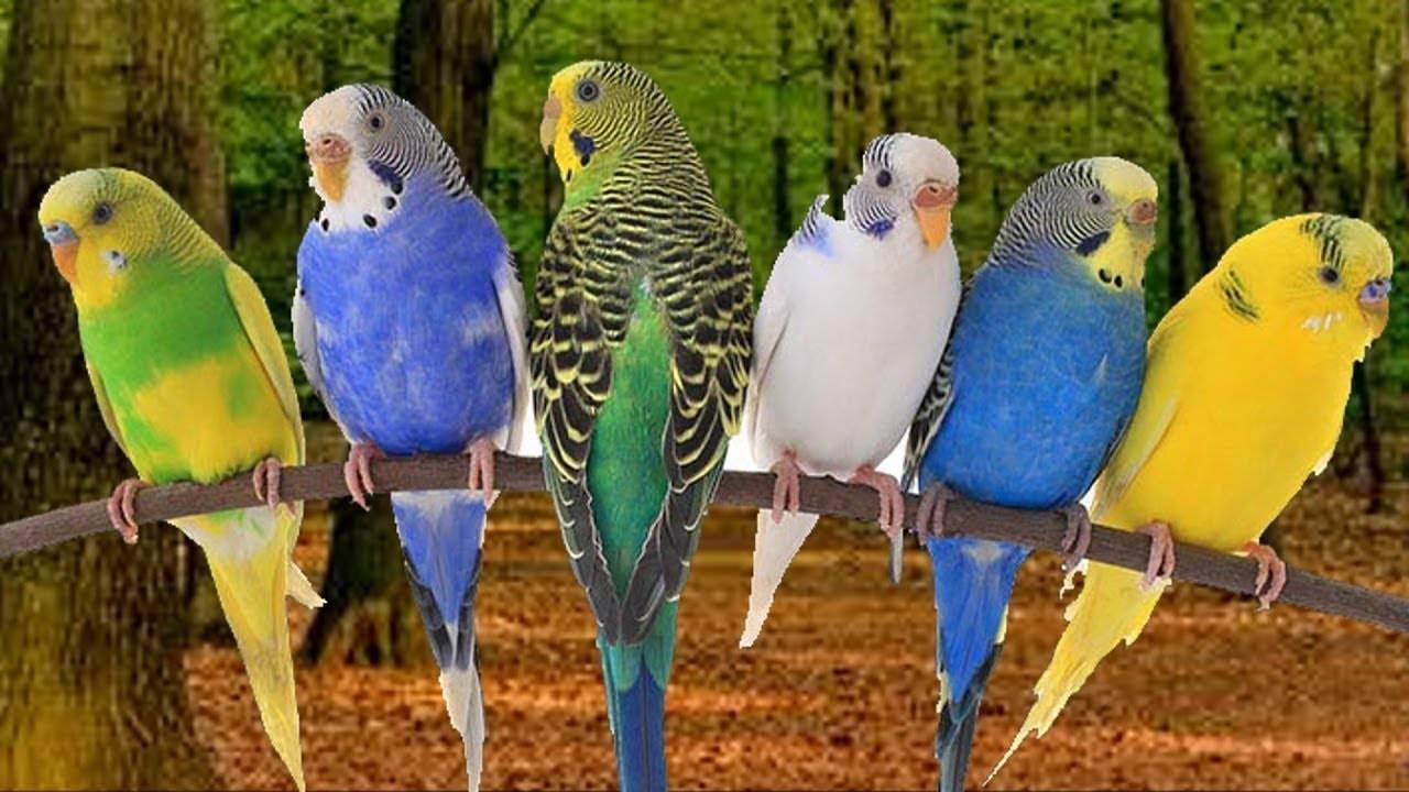 Пение волнистых попугаев: слушать чириканье и звуки