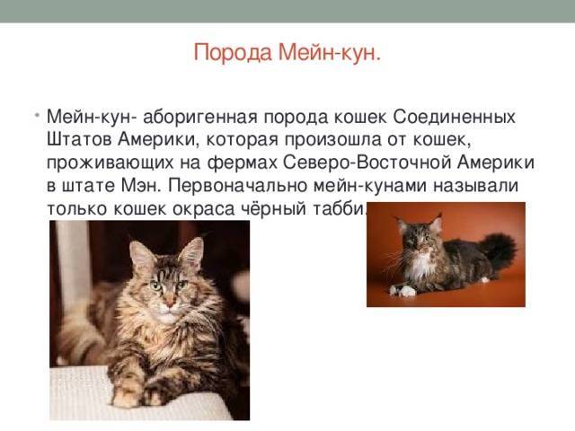 Мейн-кун кошка, описание породы, фото, характер, окрас, уход, история, здоровье