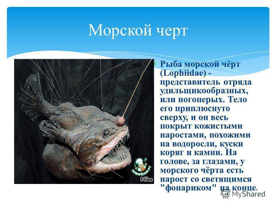 Морские черти (удильщики): описание рыбы, где водится, чем питается
