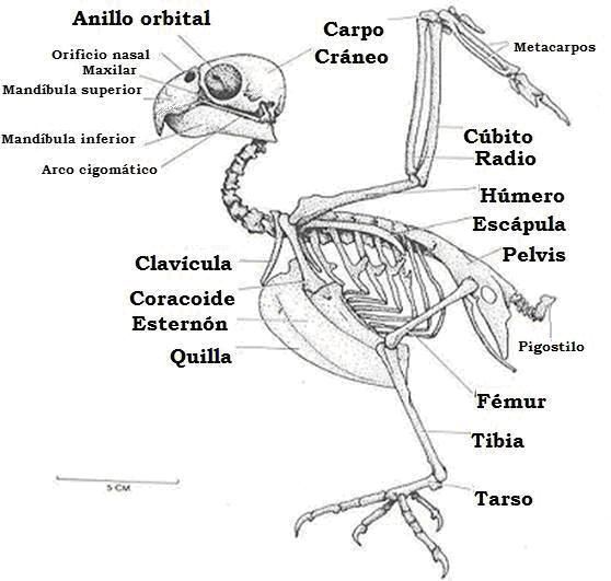 Виды попугаев. описания, названия и особенности попугаев