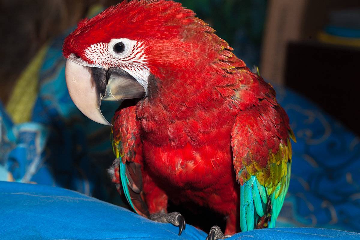 Сколько лет живет попугай ара в домашних условиях