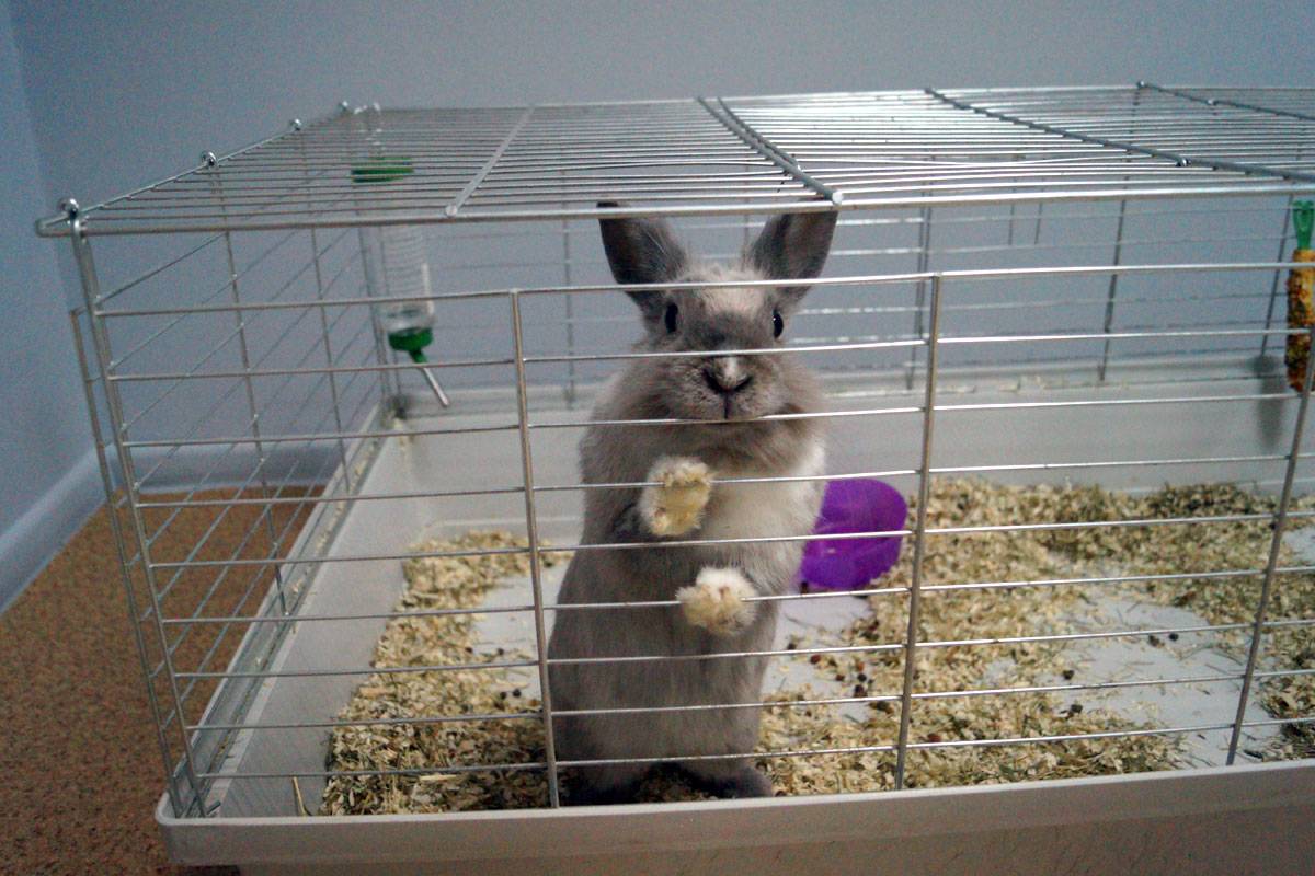 Кролик в квартире: плюсы и минусы содержания и стоит ли заводить