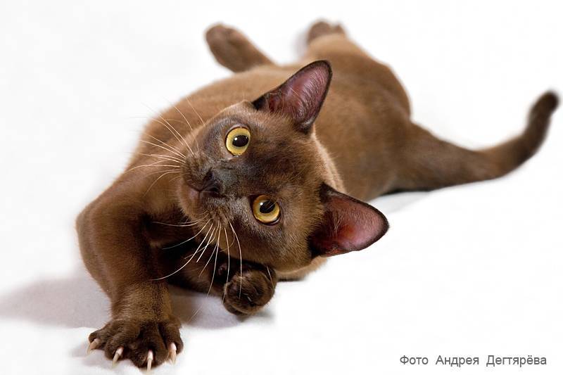 Бурманская кошка: описание породы и характера с фото, рекомендации по уходу