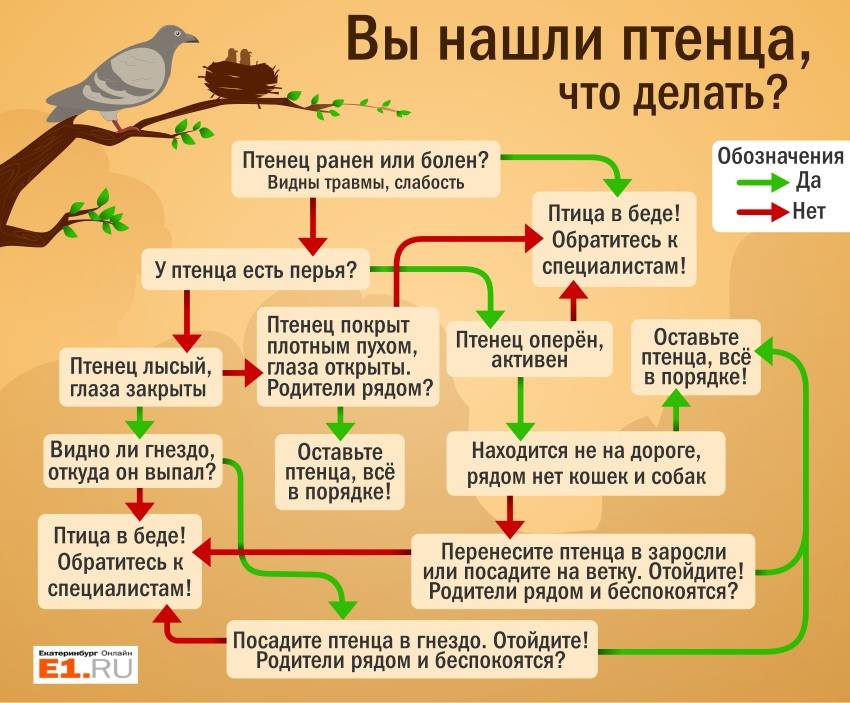 Как помочь упавшему птенцу: 10 шагов (с иллюстрациями)