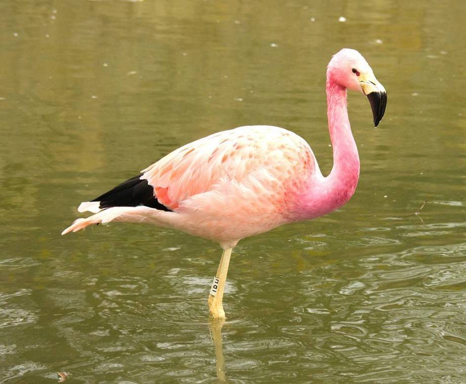 Розовый фламинго. образ жизни и среда обитания розового фламинго | живность.ру