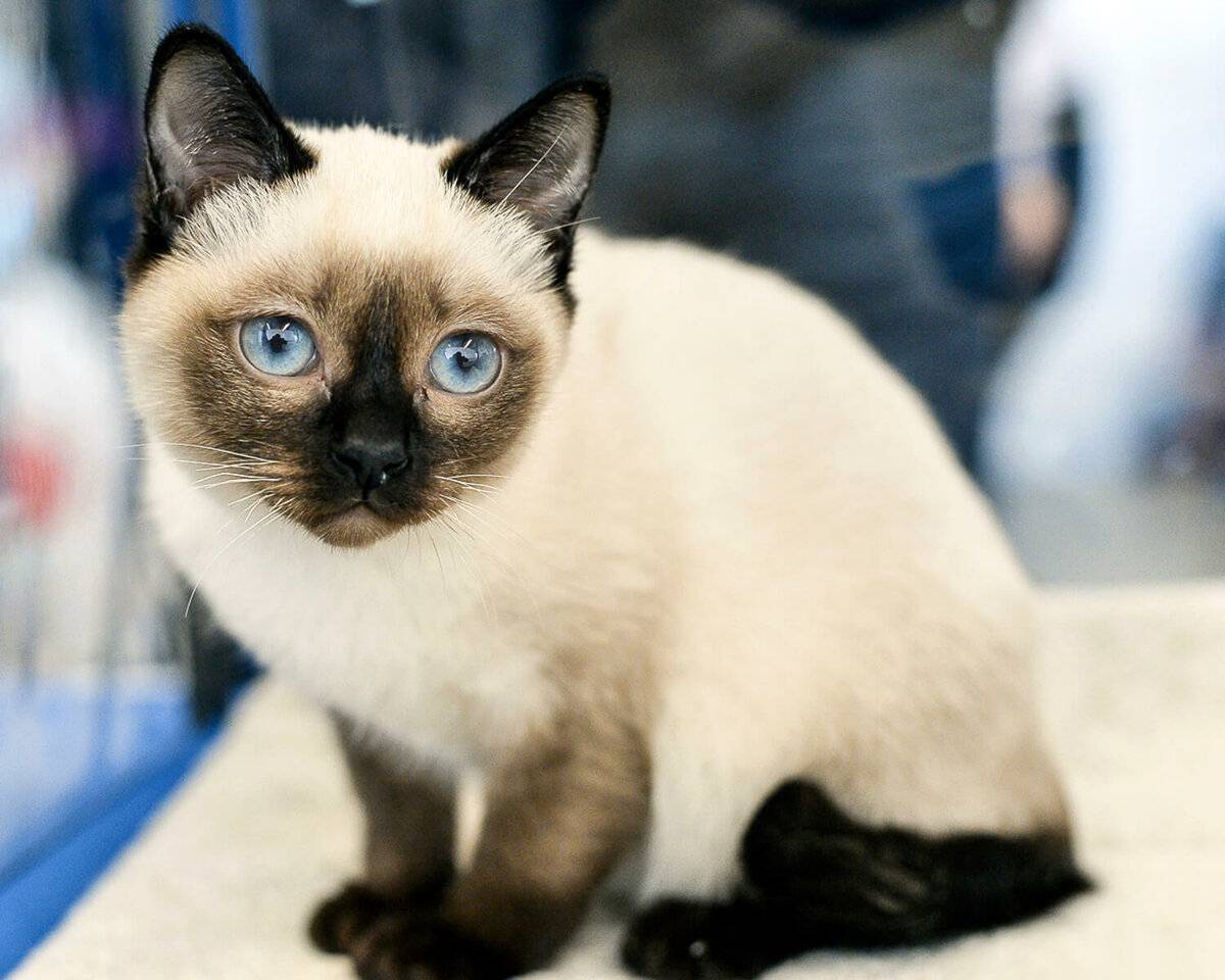 Скиф-тай-дон: миниатюрная кошка с собачьими повадками