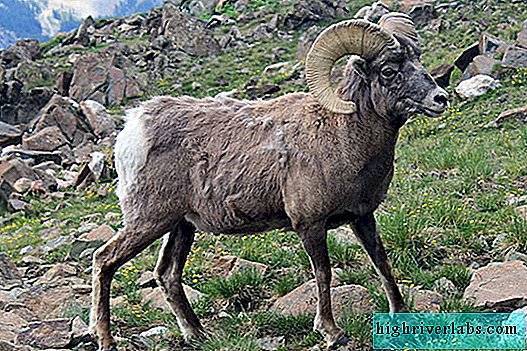 Архар фото, видео и описание. животное казахстана. — wikihunt
