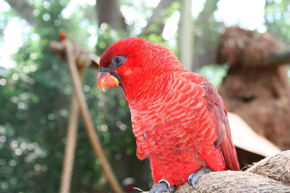 Блестящие лори – попугаи удивительной расцветки и хорошие компаньоны