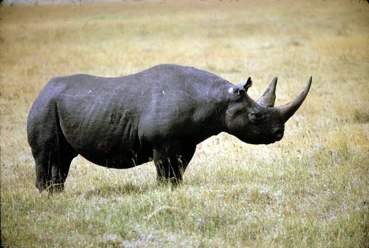 Черный носорог объявлен вымершим? черный носорог: фото, описание