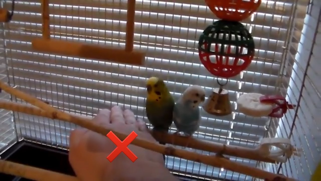 Как приручить попугая к рукам: правила попугая и подходы к его характеру