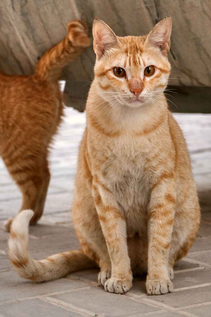 Цейлонская: описание породы, фото, характер и особенности содержания короткошерстной кошки