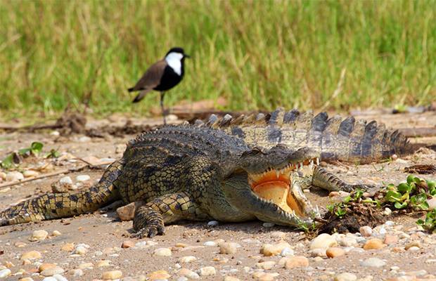 Нильский крокодил – фото, описание, ареал, рацион, враги, популяция
