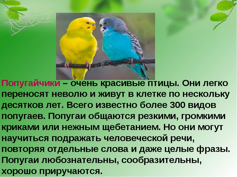Интересные факты о волнистых попугаях для детей