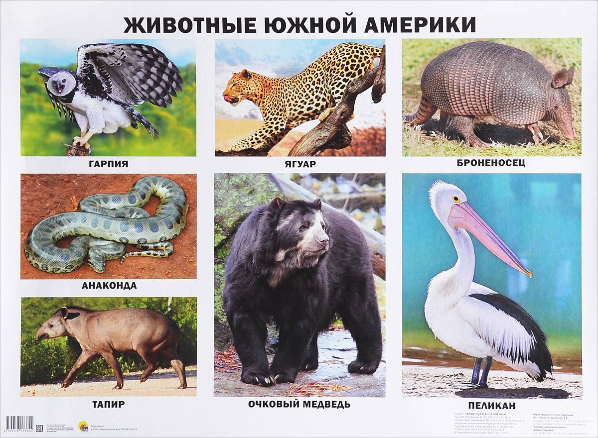 Какие животные обитают в тайге – список видов, фото и характеристика
