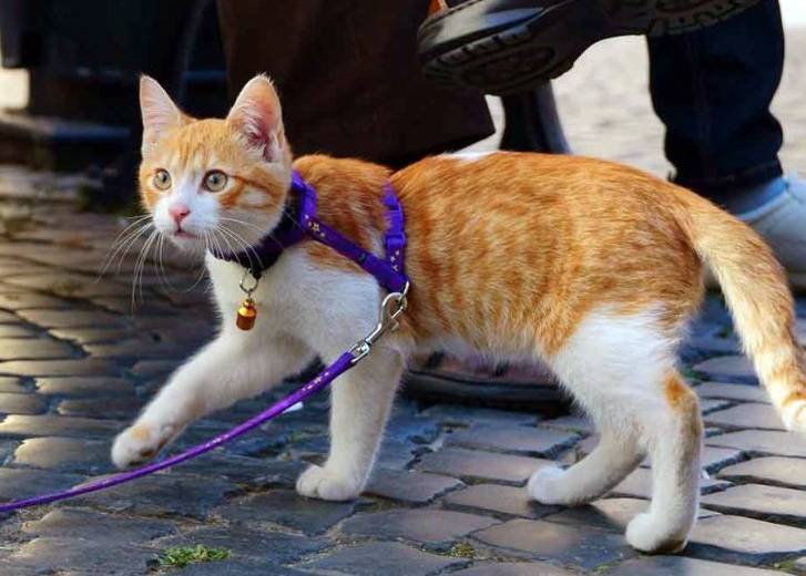 Правила выгула кошек на улице, как правильно выгуливать кошку - petstory