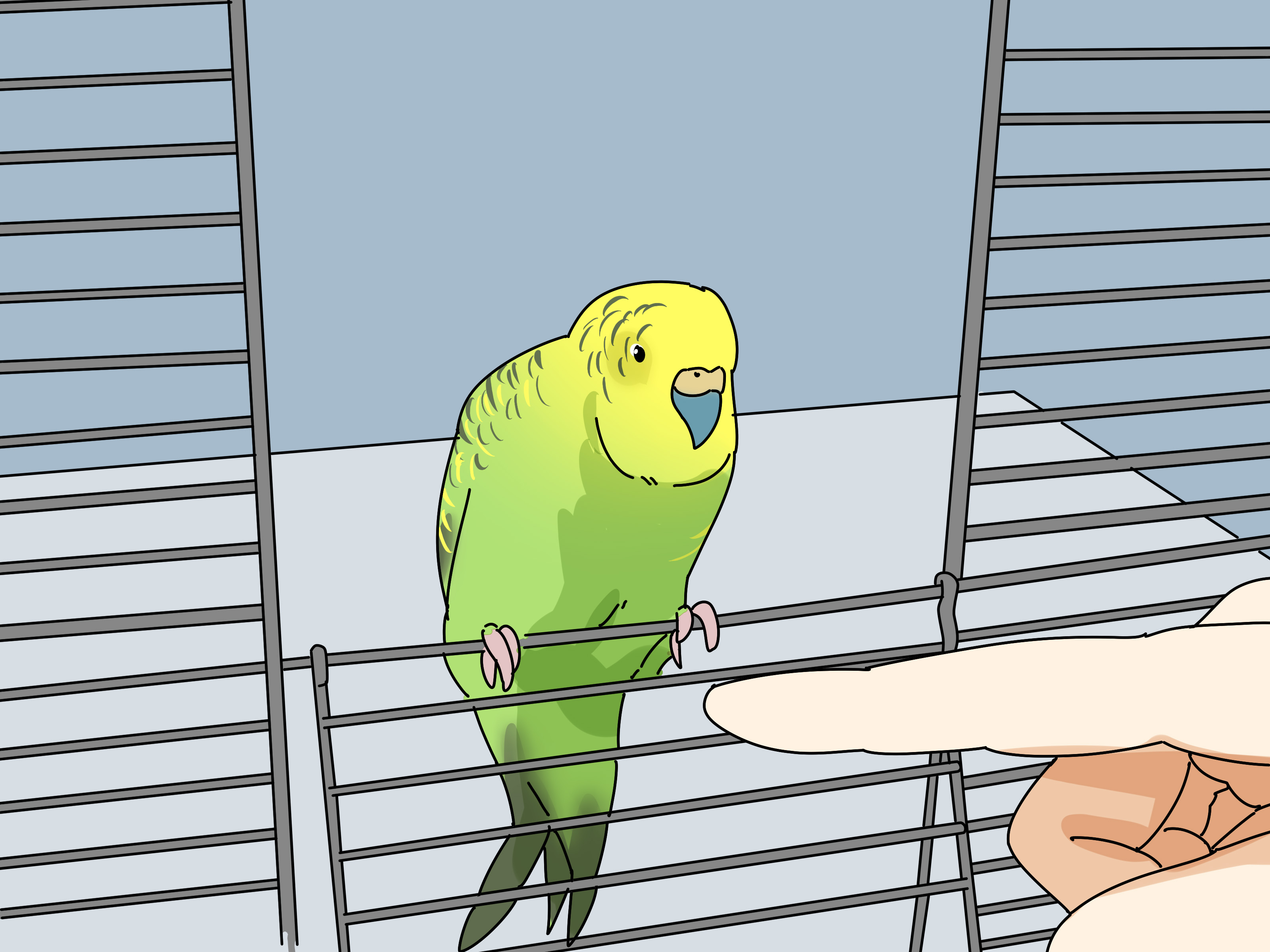 Как отучить кусаться волнистого попугая