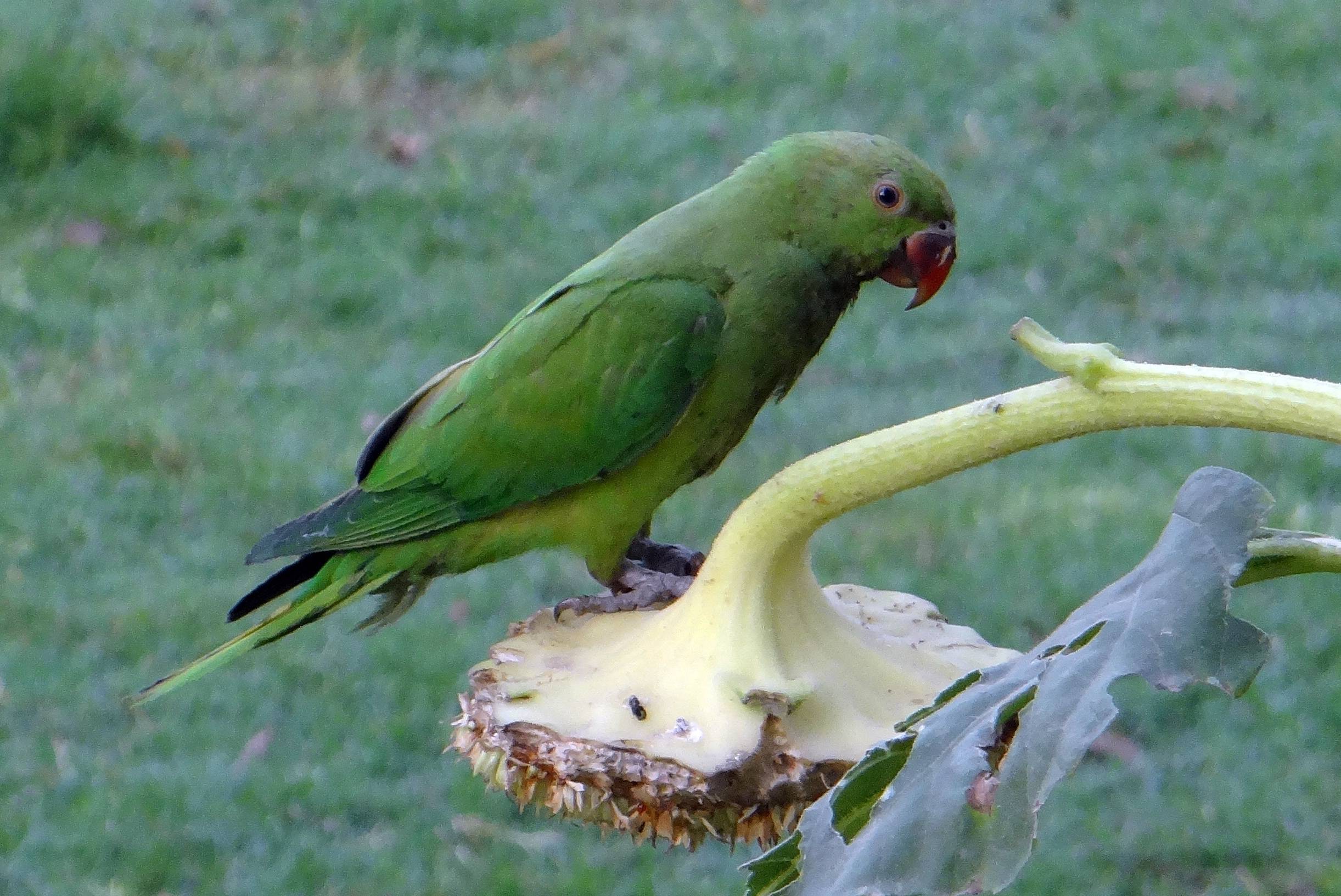 Волнистый попугай в доме – создаем комфортные условия пернатому питомцу