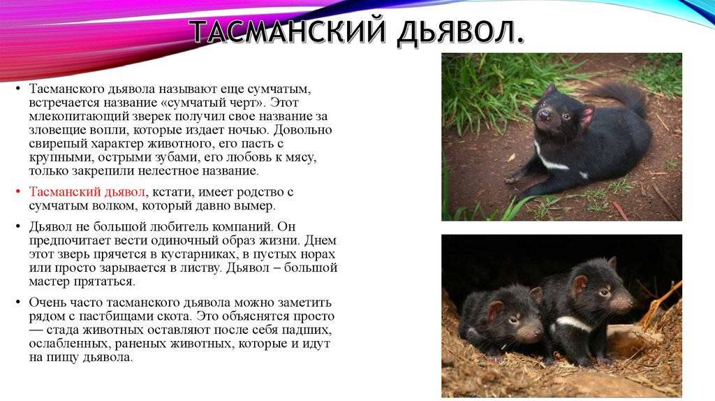 Опоссум – это маленькое сумчатое млекопитающие: описание, ареал обитания, особенности питания - animallist.ru