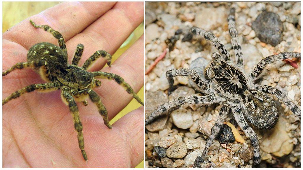 Мизгирь или южнорусский тарантул - что это за паук, ядовит ли он?
