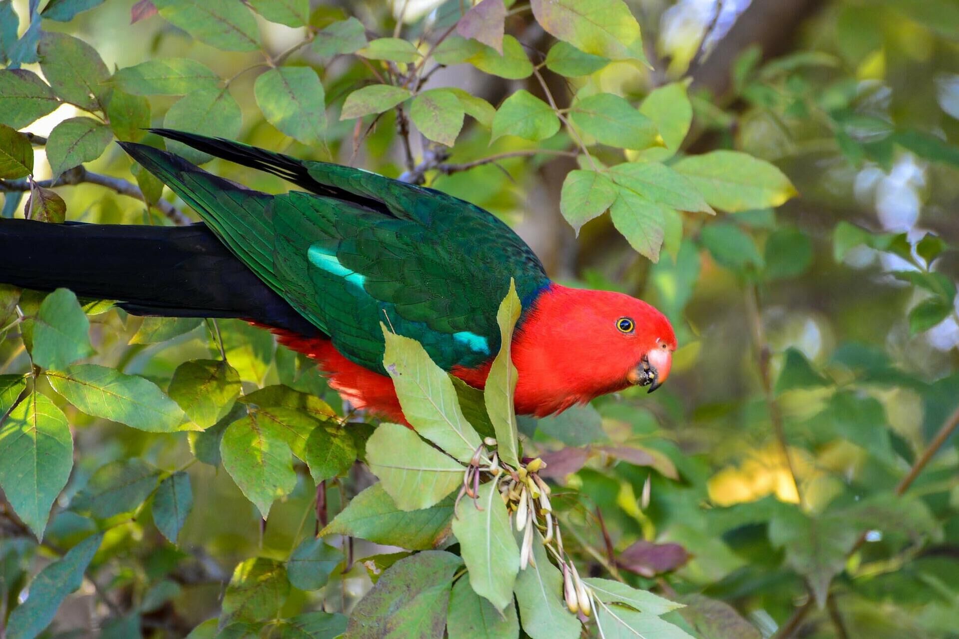 Австралийские травяные попугайчики