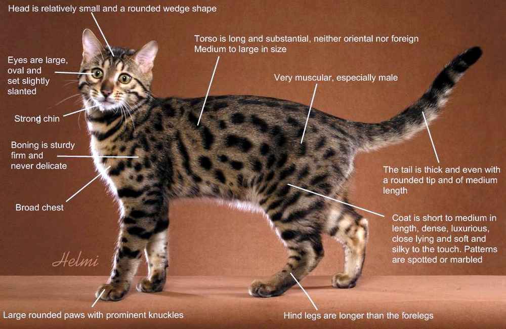 Бенгальская кошка: стандарт породы