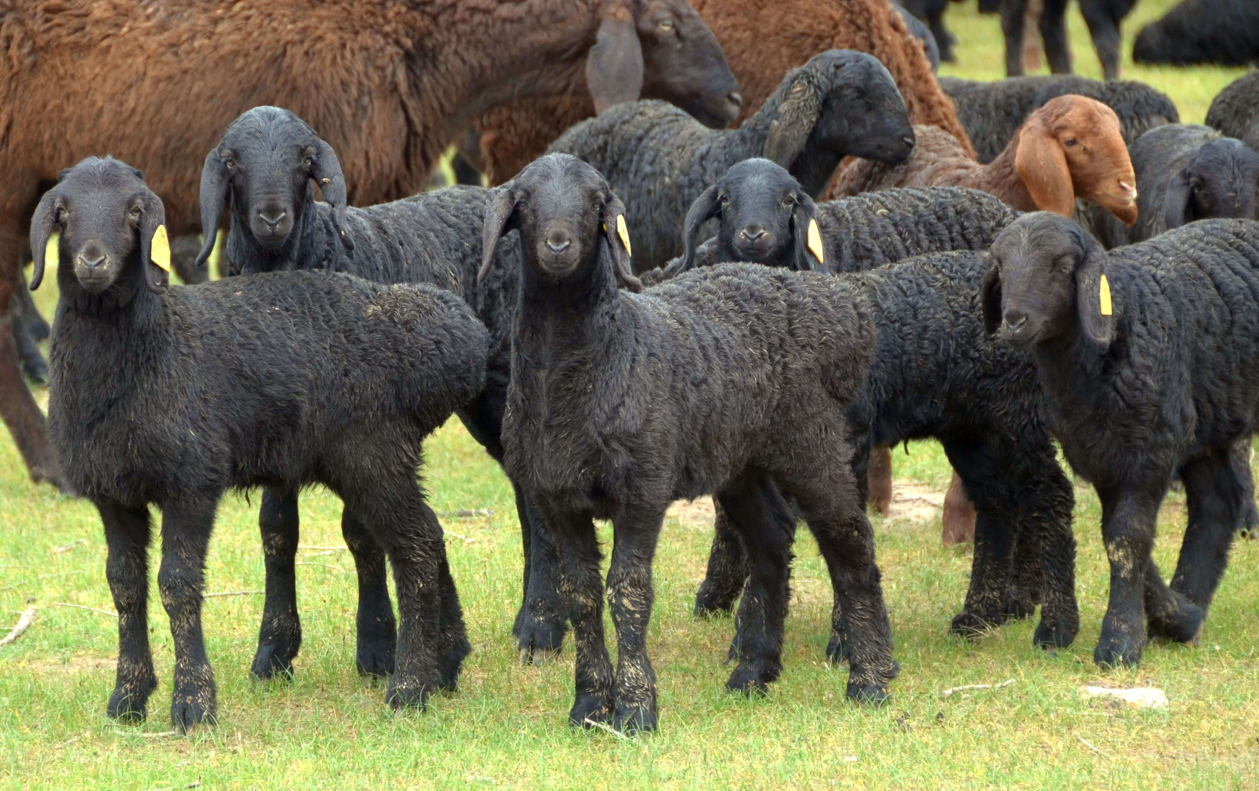 Гиссарская порода овец (гиссары): фото, характеристика, вес, содержание