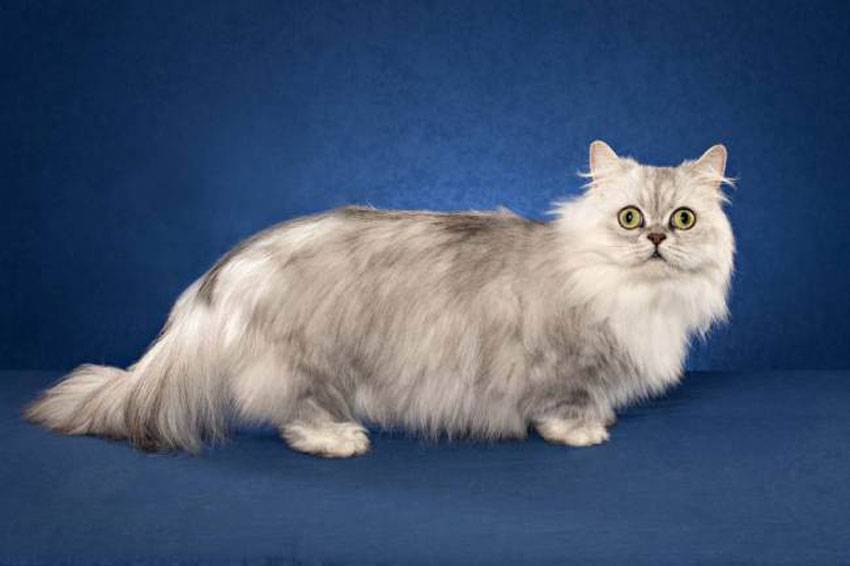 Наполеон кошка: особенности характера и ухода, фото, питание, болезни и здоровье, уход, внешний вид, окрас, размеры, повадки, характер
