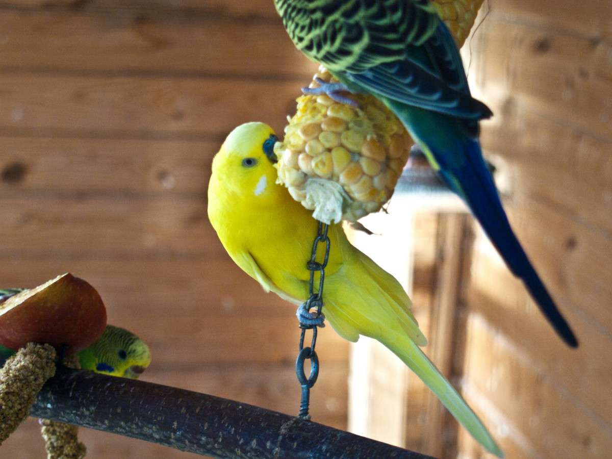 Как правильно кормить волнистого попугая