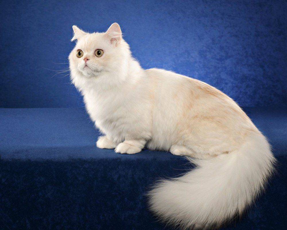 Наполеон – порода кошек с необычно красивой внешностью и любящим характером