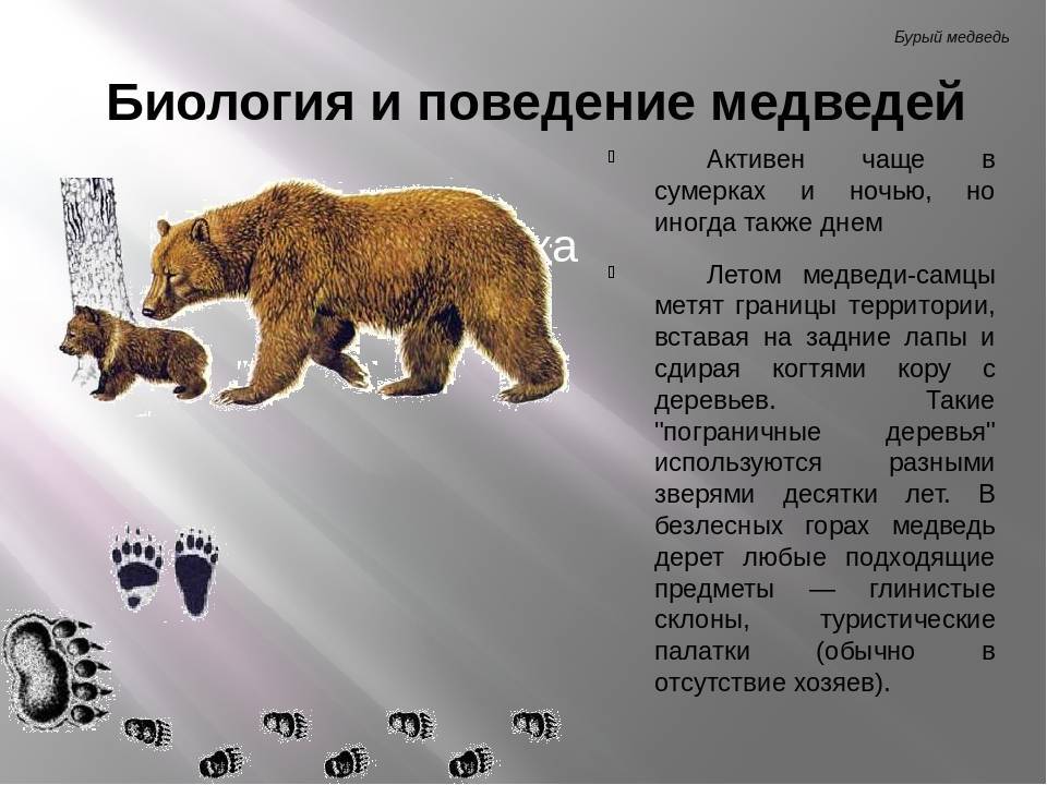 Где живет бурый медведь? виды, питание, размножение, внешность