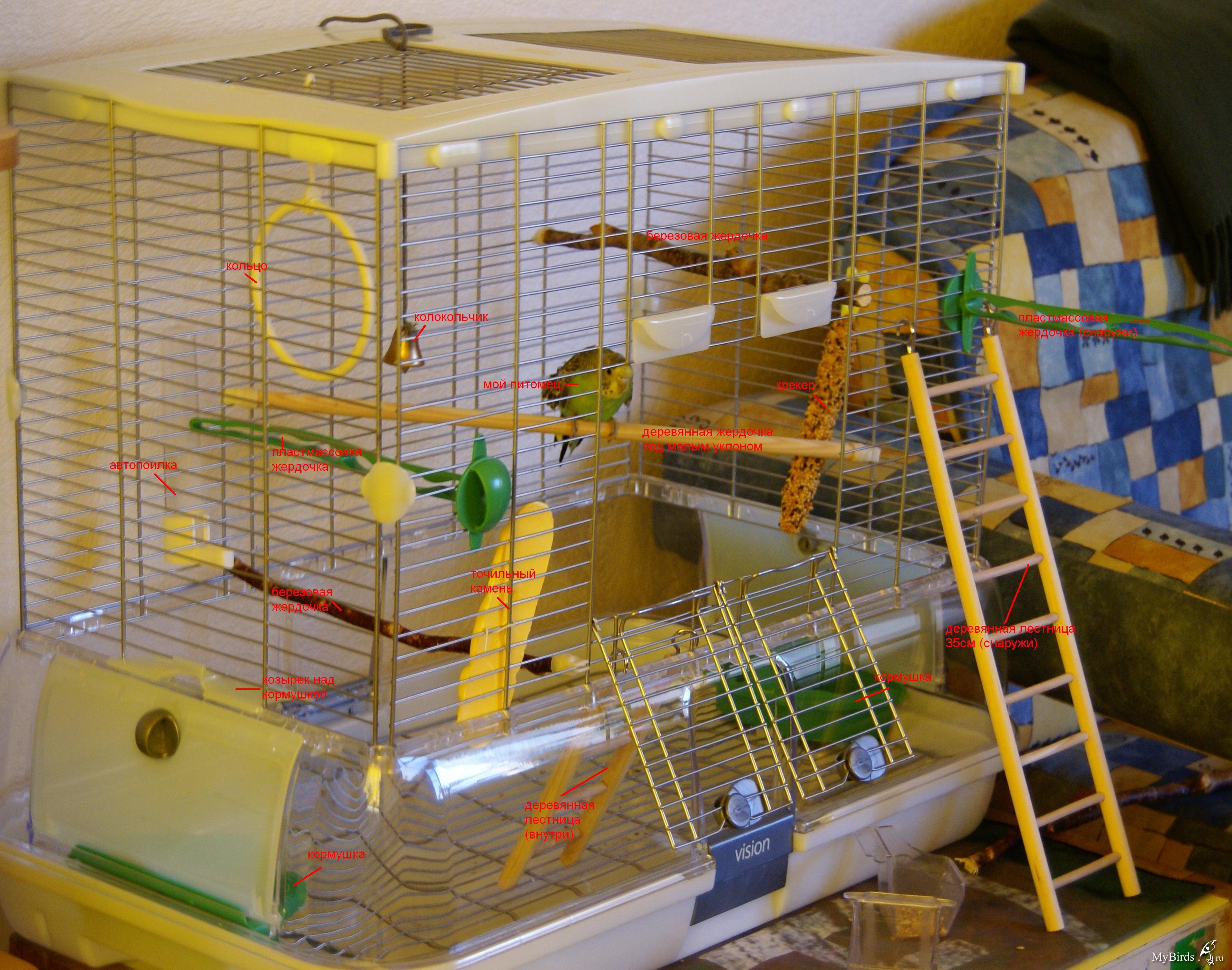 Как загнать попугая в клетку просто и быстро, не травмируя птицу
