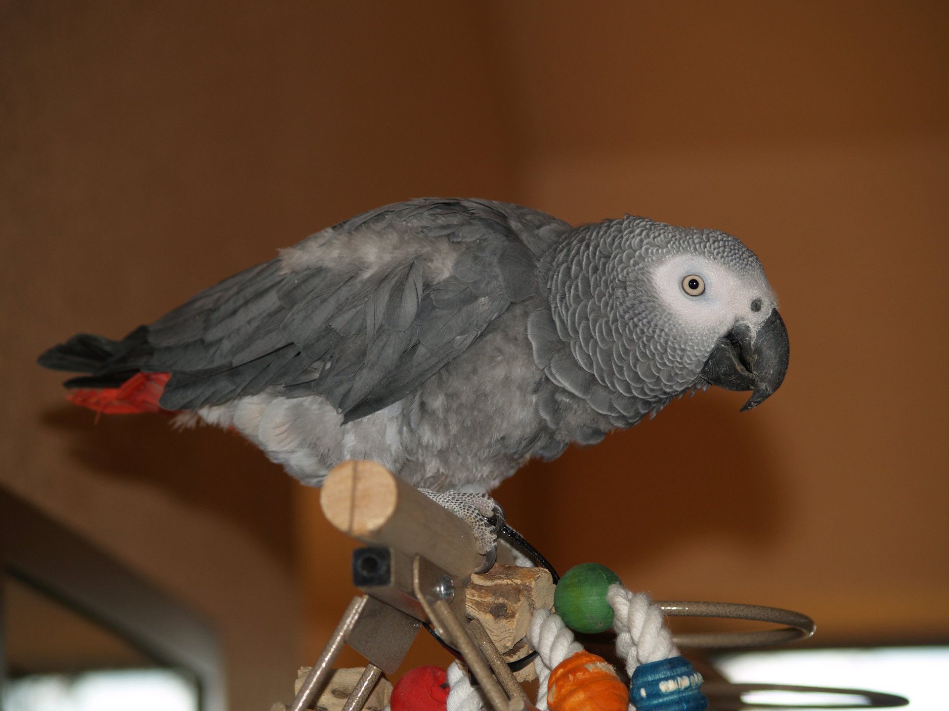 Попугай жако — содержание в домашних условиях