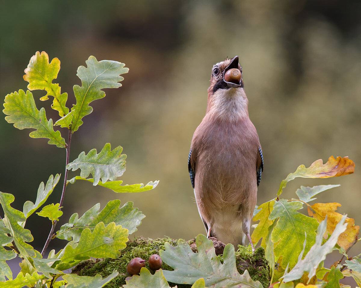 Сойка (50 фото) - описание птицы, чем питается и где обитает