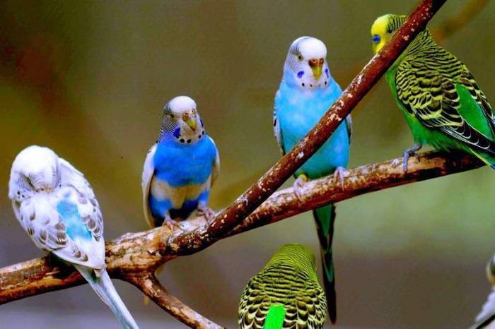 ᐉ сколько живут в домашних условиях волнистые попугаи, как продлить срок их жизни - zoovet24.ru