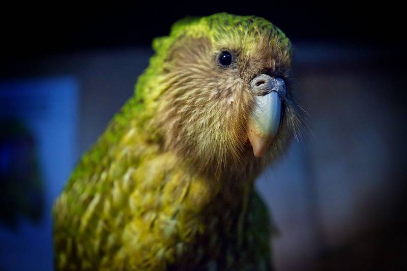 Попугай какапо: вся информация о совином попугае