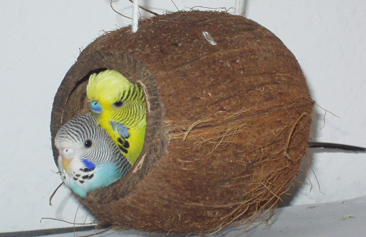 Гнездо (домик) для волнистых попугаев своими руками, как сделать
