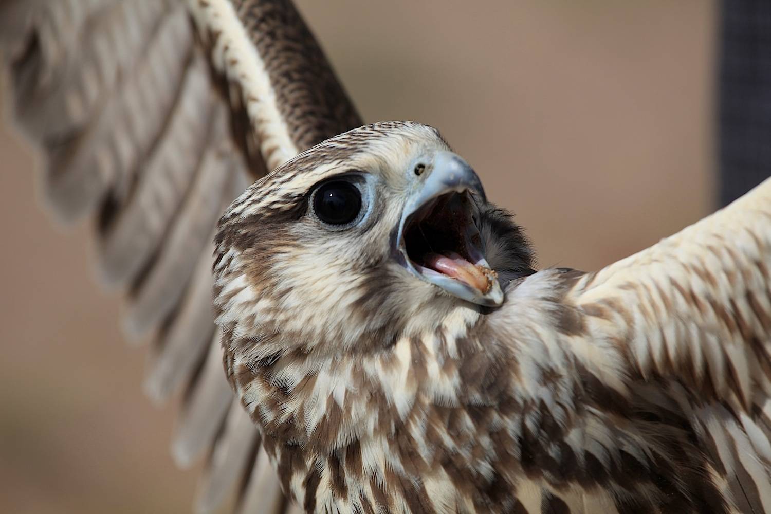 Самая быстрая птица в мире: топ 10 скоростных пернатых